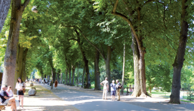 Allées et alignements d'arbres bordant les voies publiques